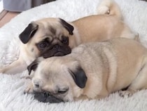 「運命の相手かも？」と言いたくなるほど、何をするにも息ぴったりなパグさん