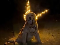 本当は妖精さんだったの？ キラキラの羽が似合う犬さん