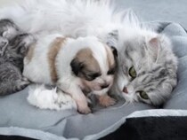 捨てられた子犬が子猫たちの中に混ざってみたら、ママ猫さんの対応が優しかった