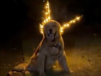 本当は妖精さんだったの？ キラキラの羽が似合う犬さん