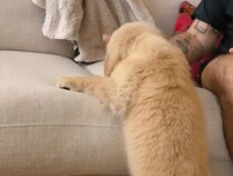 あと少しが届かない！ それでも飼い主さんの隣に座りたくて挑戦する子犬さん