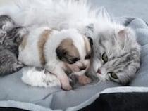 捨てられた子犬が子猫たちの中に混ざってみたら、ママ猫さんの対応が優しかった