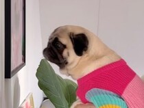 同じテストでも正解はひとつじゃない？ パグさん2匹の挑戦記