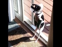 「骨折してても遊びたいもん！」じっとしていられない、元気すぎる犬さん