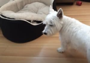 犬「このクッション怪しい!」威嚇すると中から飛び出したのは…