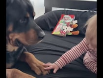 赤ちゃんのそばを離れない犬さん、狙っているのは赤ちゃんの…