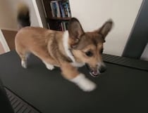 運動大好き！ルームランナーで全力疾走するコーギー犬。