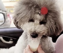 パプチーノうますぎっ！！夢中になって食べる犬さん。