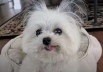 犬「テヘッ♪」可愛い顔してなかなかスゴイぞ！ ４ヶ国語を理解する犬さん