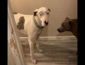 バスルームに閉じ込められたと勘違いした犬→脱出のために豪快に家を破壊！