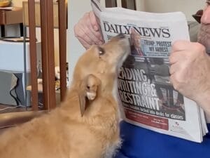 「まだ終わらないの?遊ぼうよ!」 忙しそうな飼い主さんに全力アピールする犬さんたち