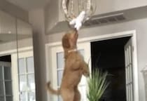 背伸びしたら届くかな？ 犬さんのぬいぐるみ救出作戦！