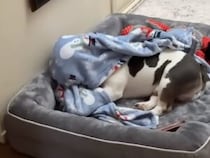 番犬を任されているブルドッグさん、「頼もしい」とはほど遠い？ 毛布姿でのっそり登場！