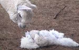 アルパカの子供かと思った！ もふもふ感が似ている、白い子の正体は…