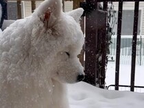 粉雪まみれでも外がいい！ 寒いの大好きで、なかなか家に入らない犬さん