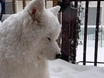 粉雪まみれでも外がいい！ 寒いの大好きで、なかなか家に入らない犬さん