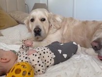 ひょっこり見守り隊。眠る赤ちゃんをそっとのぞきに来た犬さんたち