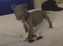 「ベッドもおもちゃも僕のモノ！」テリトリー警備に忙しい子犬