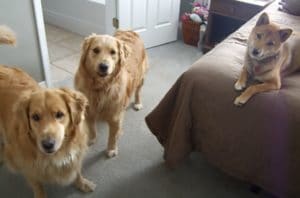 ご主人が久しぶりに帰ってきた！大喜びでお迎えする犬さんたち。