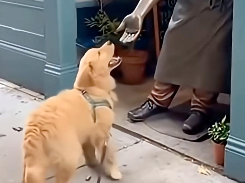 手を差し出す銅像に、「ぽん！」無邪気にお手をする犬さんが可愛すぎる