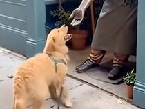 手を差し出す銅像に、「ぽん！」無邪気にお手をする犬さんが可愛すぎる！