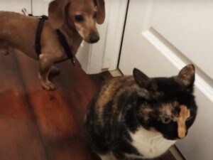 「一緒に遊ぼー！」猫と仲良くなりたい犬、しつこくしすぎて…