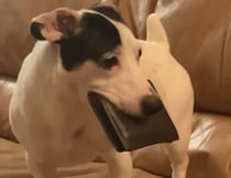 財布からお金を抜き取る…だと!? この犬さん賢すぎる！