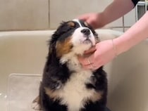 なにが始まるかドキドキするー！ 初めてのお風呂に挑戦。緊張しながらも頑張る子犬さん