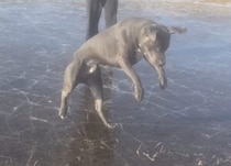氷の上でジャンプして遊ぶ犬さん、寒い日のお散歩も楽しそう！