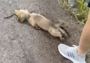 子犬さんにしか理由が分からない「散歩中の謎行動」が可愛いすぎ！