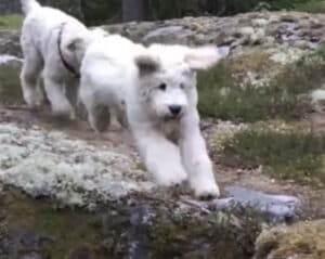 元気あふれすぎぃ！ 全力でジャンプする犬さん、このあと豪快に…