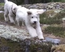 元気あふれすぎぃ！ 全力でジャンプする犬さん、このあと豪快に…