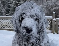 寒さなんて気にしない！ 気づけば雪に埋もれていたワンコのマイペースぶりにびっくり