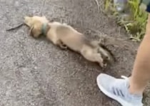 子犬さんにしか理由が分からない「散歩中の謎行動」が可愛いすぎ！