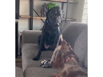 犬さん同士の綱引き勝負！ 想像していなかった結果になったぞ。