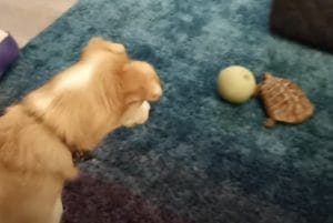 ちゃんと対等に遊べているのがスゴイ！ 犬さんのボール遊び相手は…亀！