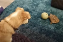 ちゃんと対等に遊べているのがスゴイ！ 犬さんのボール遊び相手は…亀！