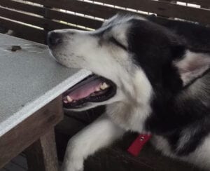 ゴハン足りなかったの？ 机をかじりながら寝るハスキー。