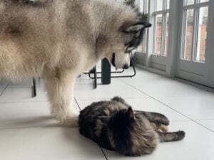 「それ、僕のなんだけど」猫にぬいぐるみを奪われた犬さん