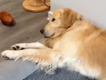 飼い主さんの寝る気配を察知して、すぐ近くにやってくる犬さん