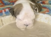 セメントに顔を突っ込んでいるように見えた… 子犬さん、何してるの？