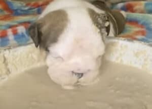 セメントに顔を突っ込んでいるように見えた… 子犬さん、何してるの？