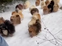 あまりの数に二度見。雪の上を走るポメラニアンの大群！