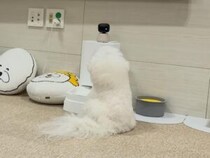 楽しさが数倍にも？ 「犬に見える色で描かれたアニメ」に夢中なビションフリーゼさん