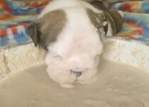 セメントに顔を突っ込んでいるように見えた… 子犬さん、何してるの？
