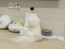 楽しさが数倍にも？ 「犬に見える色で描かれたアニメ」に夢中なビションフリーゼさん