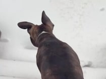 ワクワクしたけど寒かった。初めて雪を見た犬さんの反応が素直でいい