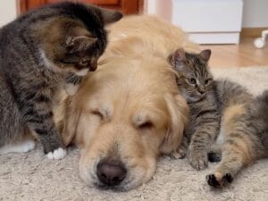 目の前で猫パンチが飛んでいても気にしない！ それよりも眠りたい犬さん