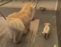 さぁ行くよ〜！ 子犬をお散歩に連れて行こうとする犬さん。
