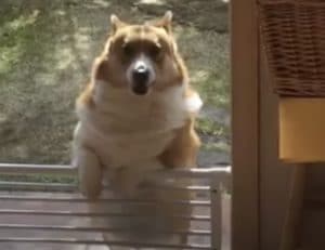 あともう少しが越えられない… 短足コーギーの苦労。